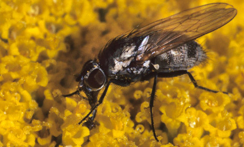 
          Mouche de maïs