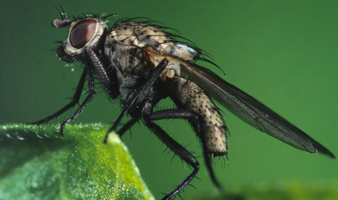 
          Mouche de maïs