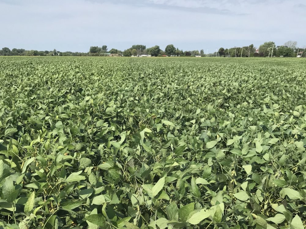 
          Semis soya au Québec 