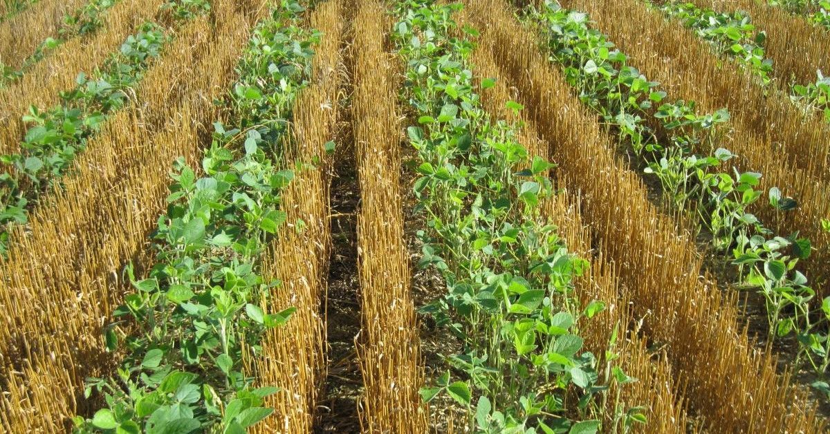 
          Relay-cropping