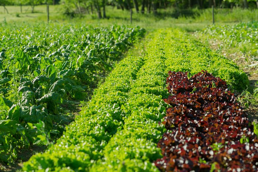 
          Agriculture bio