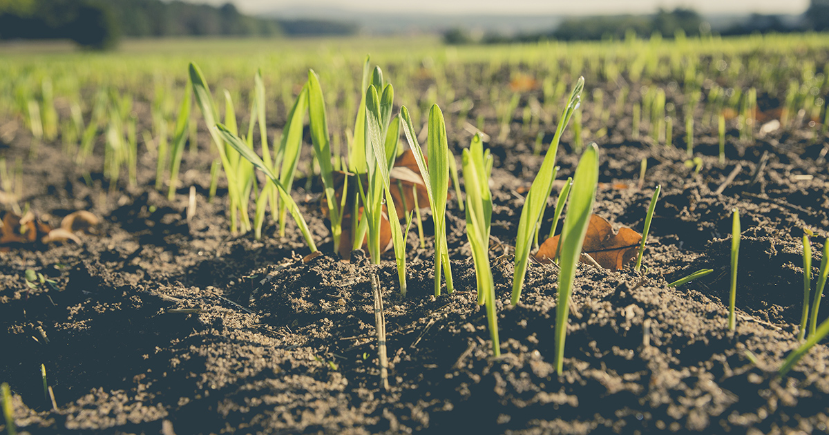 
          Agriculture bio