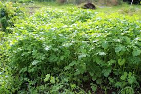 
          Engrais vert