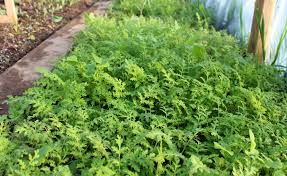 
          Engrais vert
