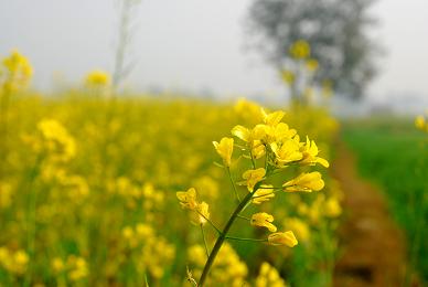 
          Engrais vert