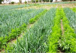 
          Agriculture biologique