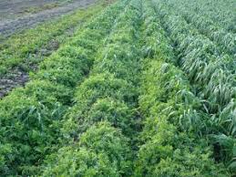 
          Agriculture biologique