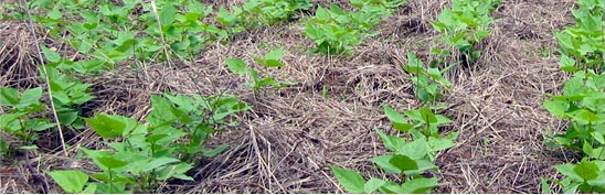 
           Agriculture de conservation