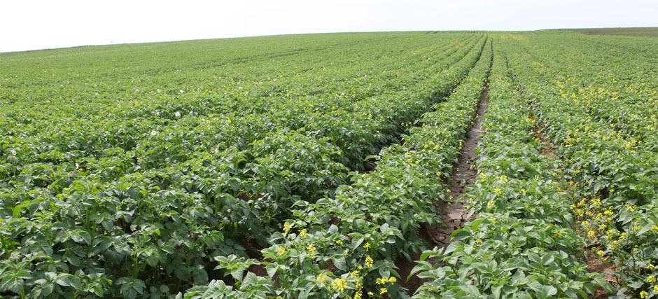 
          Agriculture biologique