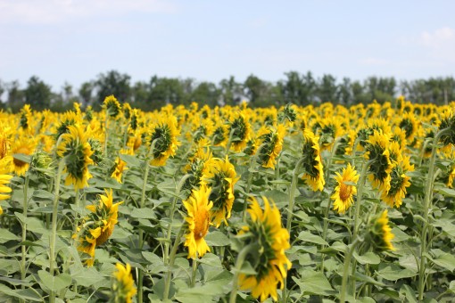 
          Agriculture biologique
