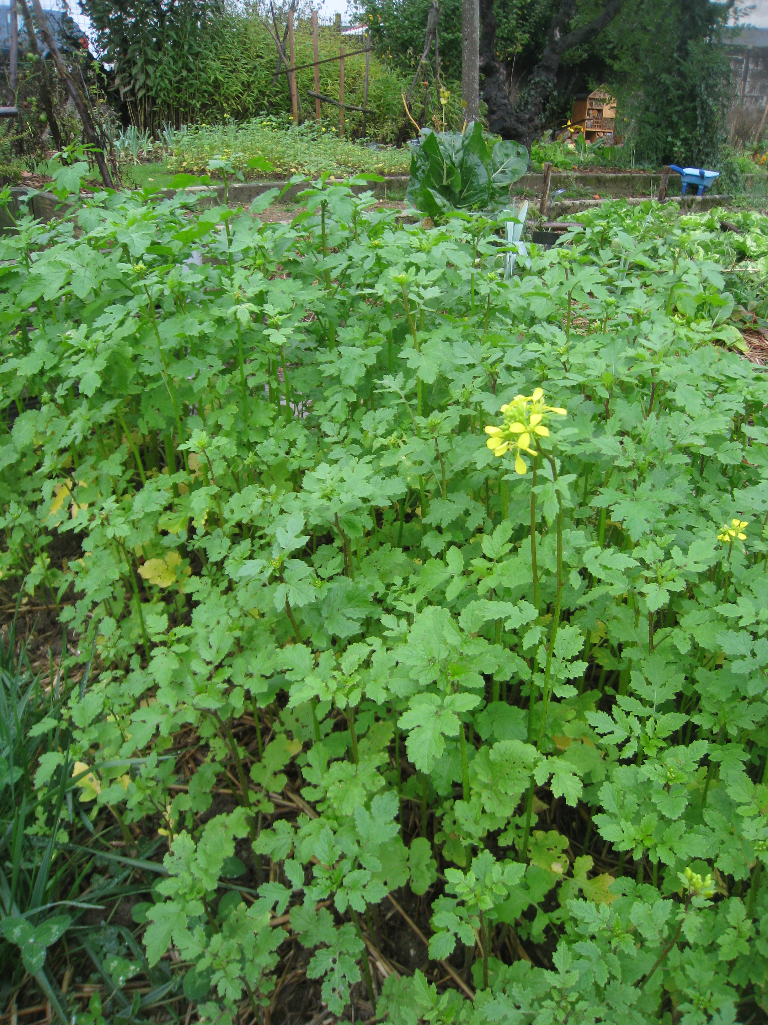 
           Engrais vert