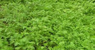 
           Engrais vert