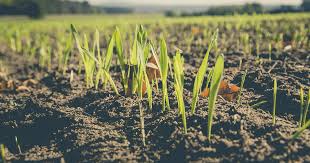 
          Agriculture biologique