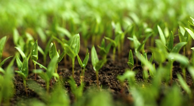 
          Agriculture biologique