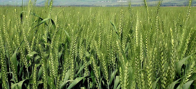 
          Agriculture biologique