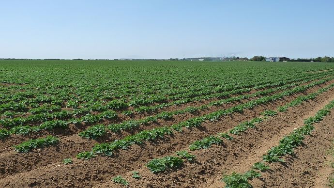 
          Agriculture biologique