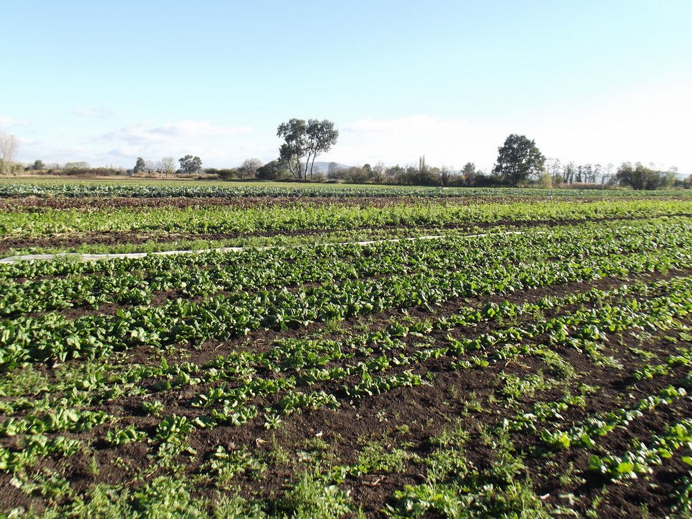 
          Agriculture biologique