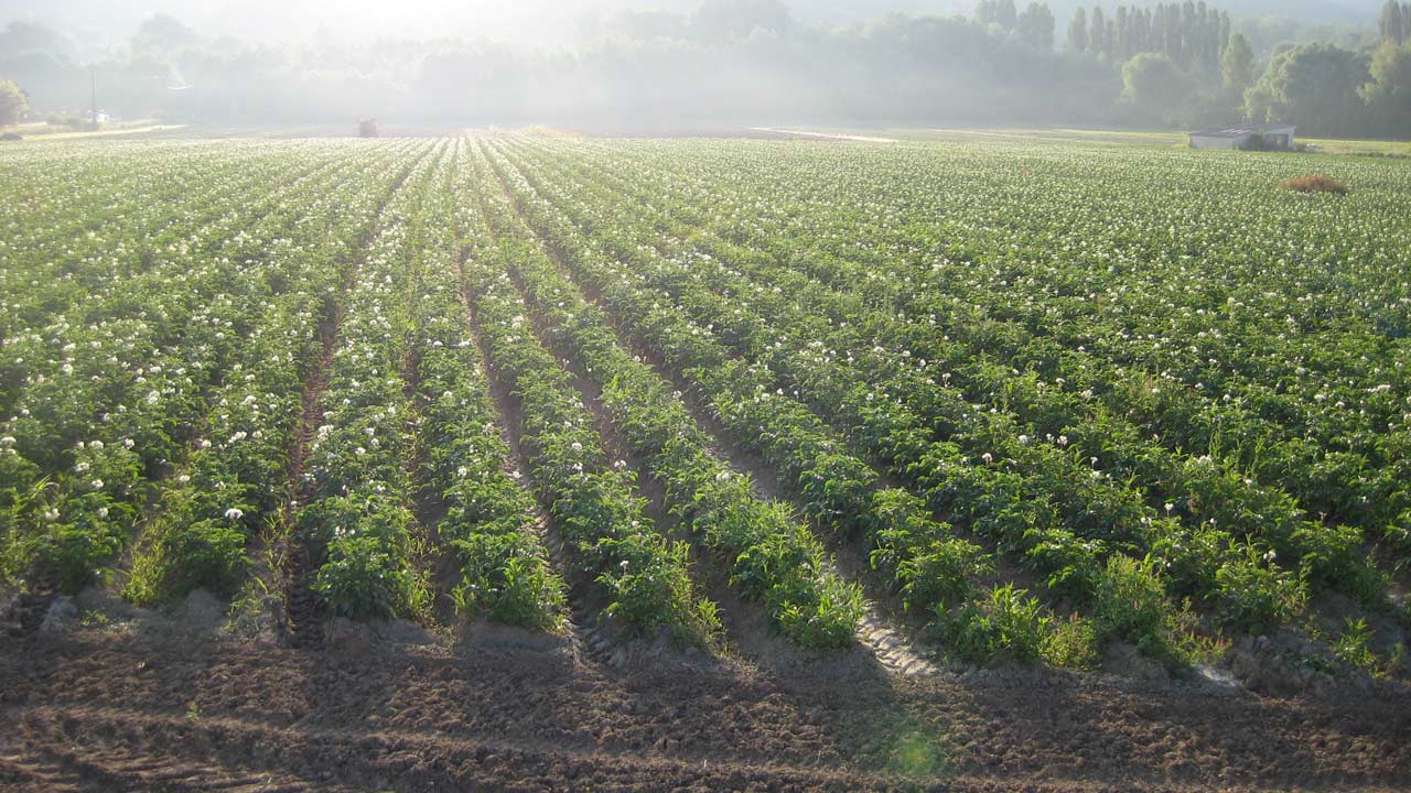 
          Agriculture biologique