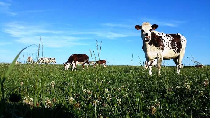 
          Agriculture biologique