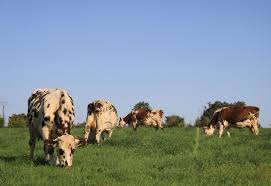 
          Agriculture biologique