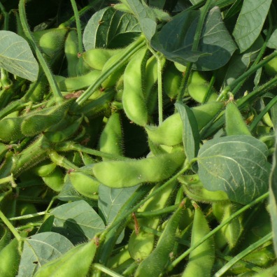 
           Soja