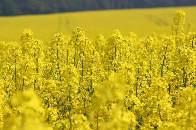 
          Implantation du colza : Étape clef pour la culture du colza