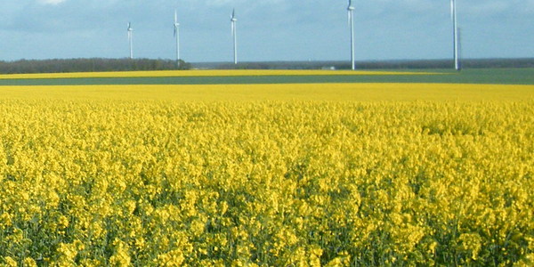 
          Soigner la préparation des terres à colza avant l'implantation du colza
