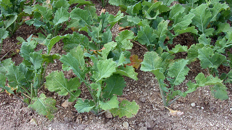 
          Quand semer et Comment préparer le sol pour l’implantation de colza-fourrage?