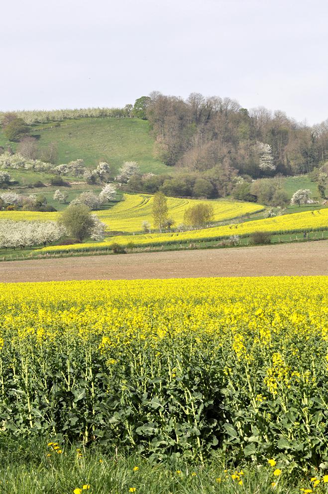 
          Quand procéder à la récolte du colza ?