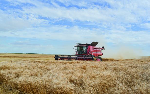 
          Récolte colza avec 4 machines à cause des conditions de météo 