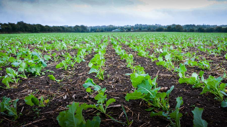 
          La date du semis colza : elle doit être la plus précoce possible 