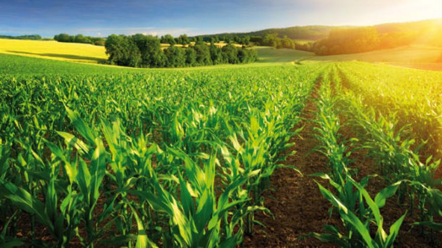 
          La production de maïs requiert souvent des irrigations régulières pour être rentable