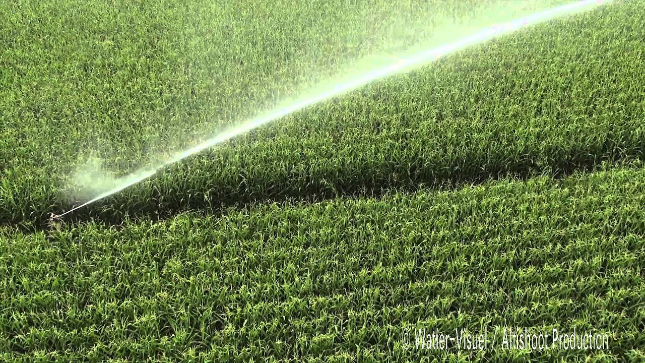 
          Irrigation : La solution goutte-à-goutte de surface sur le maïs 