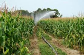 
          Les besoins du producteur pour une bonne irrigation de culture de maïs  