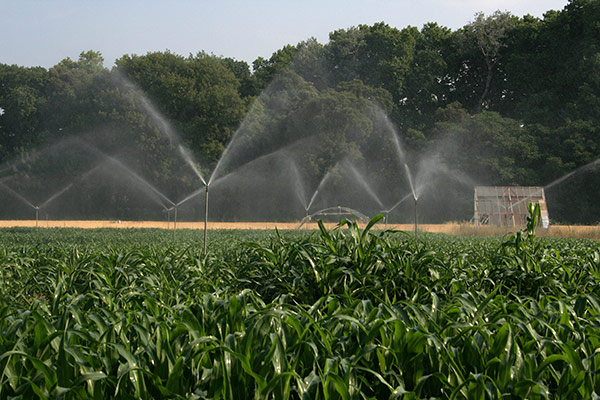 
          Système d’irrigation par goutte-à-goutte de la culture de maïs 