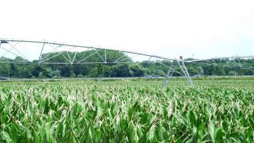 
          Les avis des agriculteurs sur l’apport de l’irrigation pour la culture de maïs 