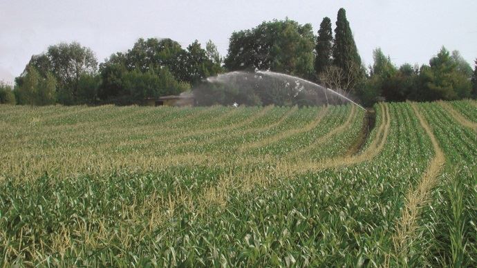 
          Maïs : Le choix variétal et l’agronomie permettent aussi d’économiser l’eau
