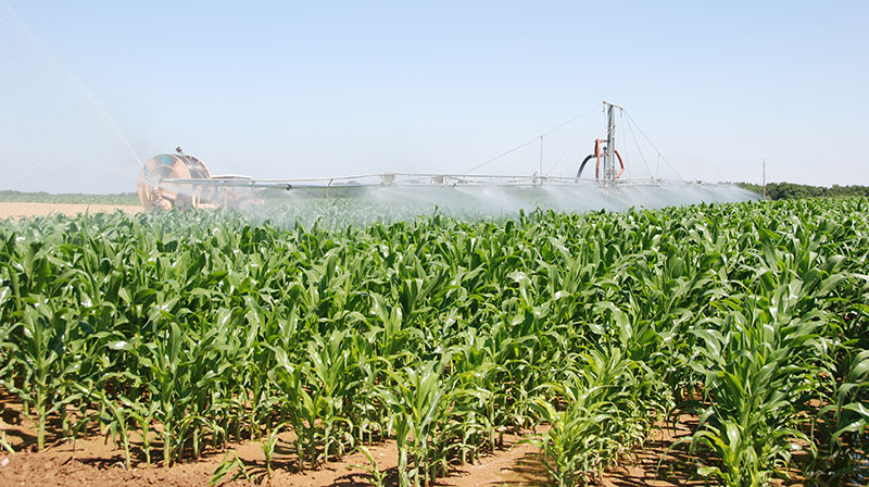 
           Adoption de l'irrigation par le goutte à goutte et fertilisation dans le maïs