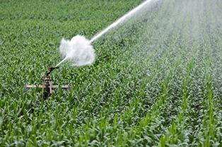 
          L’importance nutritives de l’irrigation dans la culture de maïs 