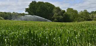 
          Pour répartir les risques, mieux vaut préférer les doses unitaires modérées et déterminer le nombre d’irrigations possibles sur le maïs 