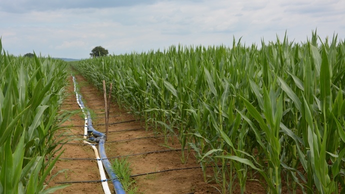
          Système micro irrigation : Simple à installer sur la culture de maïs 
