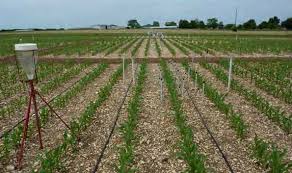 
          L’avertissement de l'irrigation dans la culture de maïs  