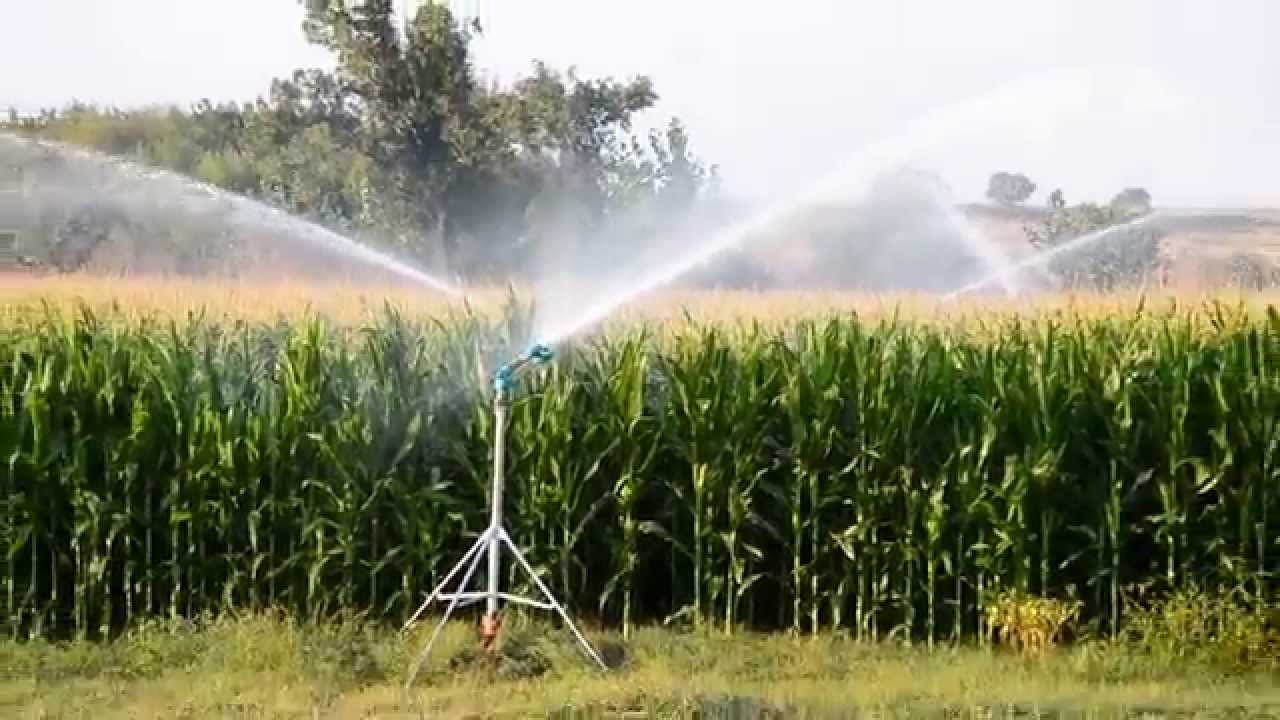 
           Les techniques d’irrigation sur la culture de maïs 
