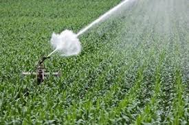 
          Irrigation : Adapter le 1er tour d'eau sur la culture de maïs  