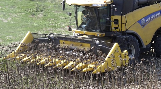 
           La cuma de Barguelonne (Tarn-et-Garonne) explique comment ils ont pu ramasser 90% de tournesol par terre lors de la récolte grâce à leur cueilleur  