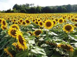 
           Semis de tournesol : Comment contrôler sa culture afin d’avoir un bon rendement 