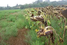 
          Comment gérer l'infestation des adventices lors de la récolte de tournesol avec la moissonneuse-batteuse ? 