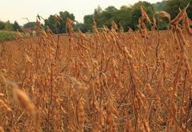 
          Comment gérer une bonne qualité sanitaire de la production de graines de soja ? 