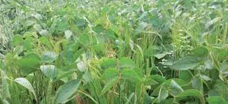 
          Quelques précautions sont nécessaires pour que l’inoculum conserve sa viabilité et son efficience pour la qualité du soja 