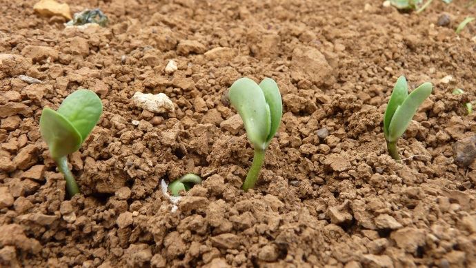 
          Semez du soja toujours en sol réchauffé pour limiter la compétition précoce des adventices